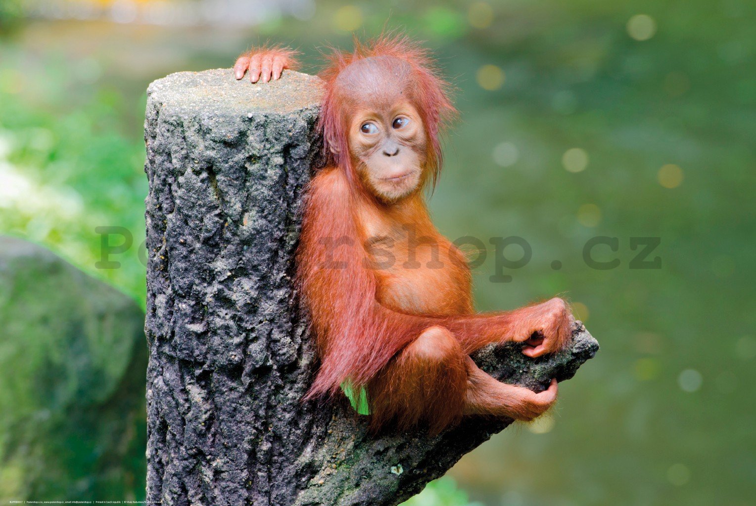 Plakát: Mládě orangutana