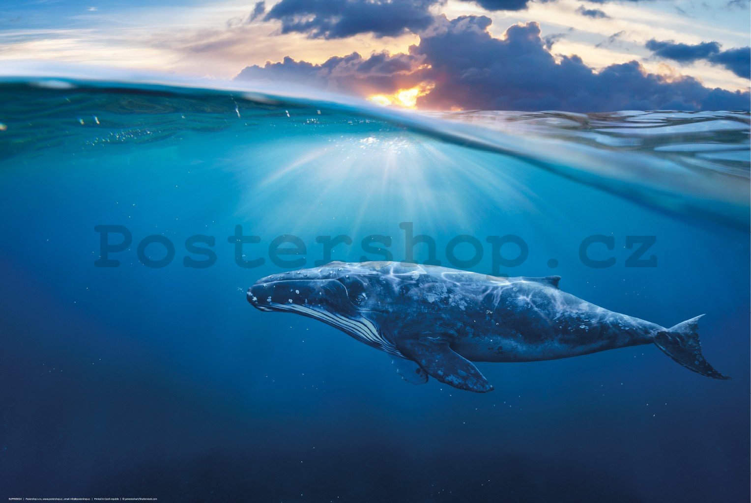 Plakát: Plejtvák obrovský (modrá velryba)