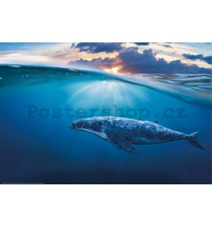 Plakát: Plejtvák obrovský (modrá velryba)