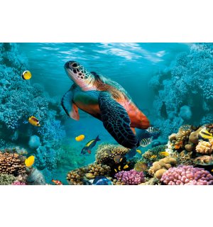Plakát: Podmořský život (želva a korály)