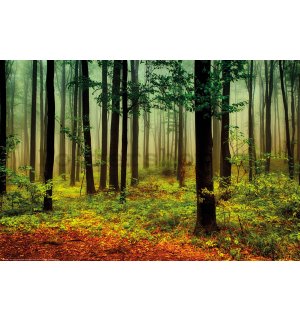Plakát: Mlha v zeleném lese