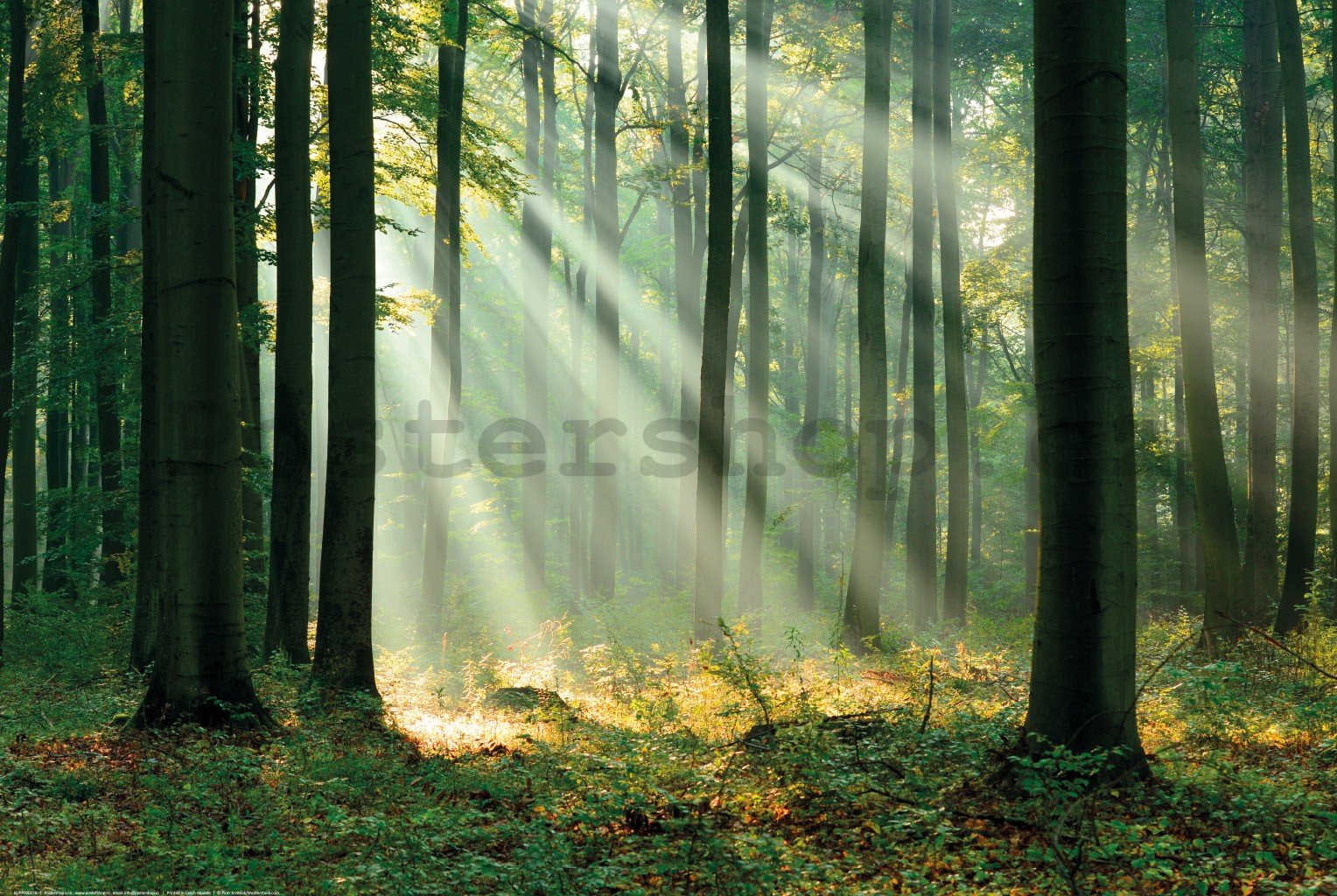 Plakát: Paprsky světla v zeleném lese