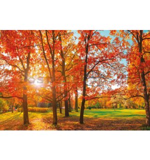Plakát: Slunce v podzimním parku