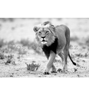 Plakát: Černobílý lev, poušť Kalahari