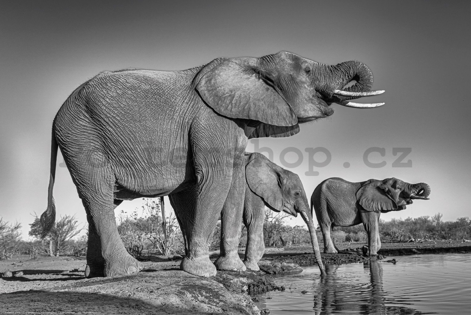 Plakát: Sloni u napajedla