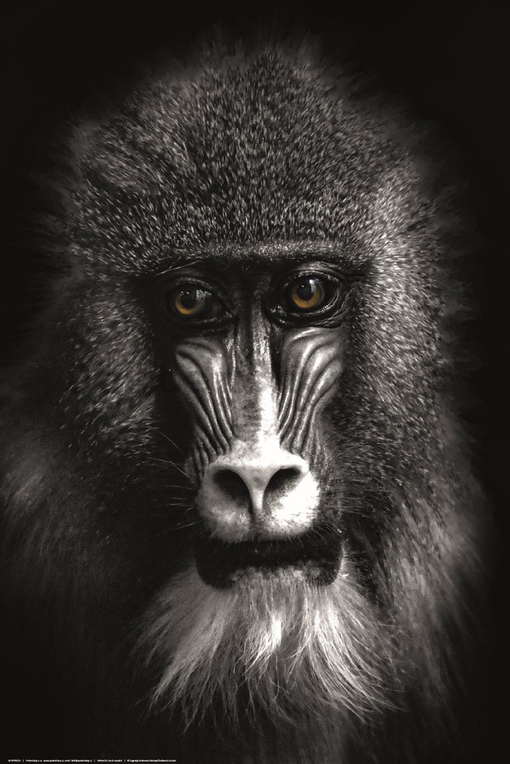 Plakát: Černobílý pavian