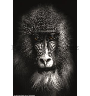 Plakát: Černobílý pavian