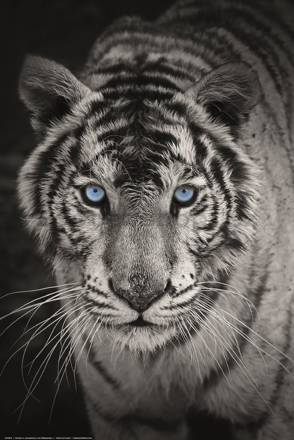 Plakát: Bílý tygr (černobílý)