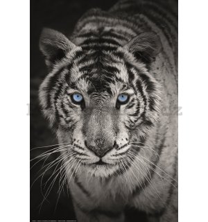 Plakát: Bílý tygr (černobílý)