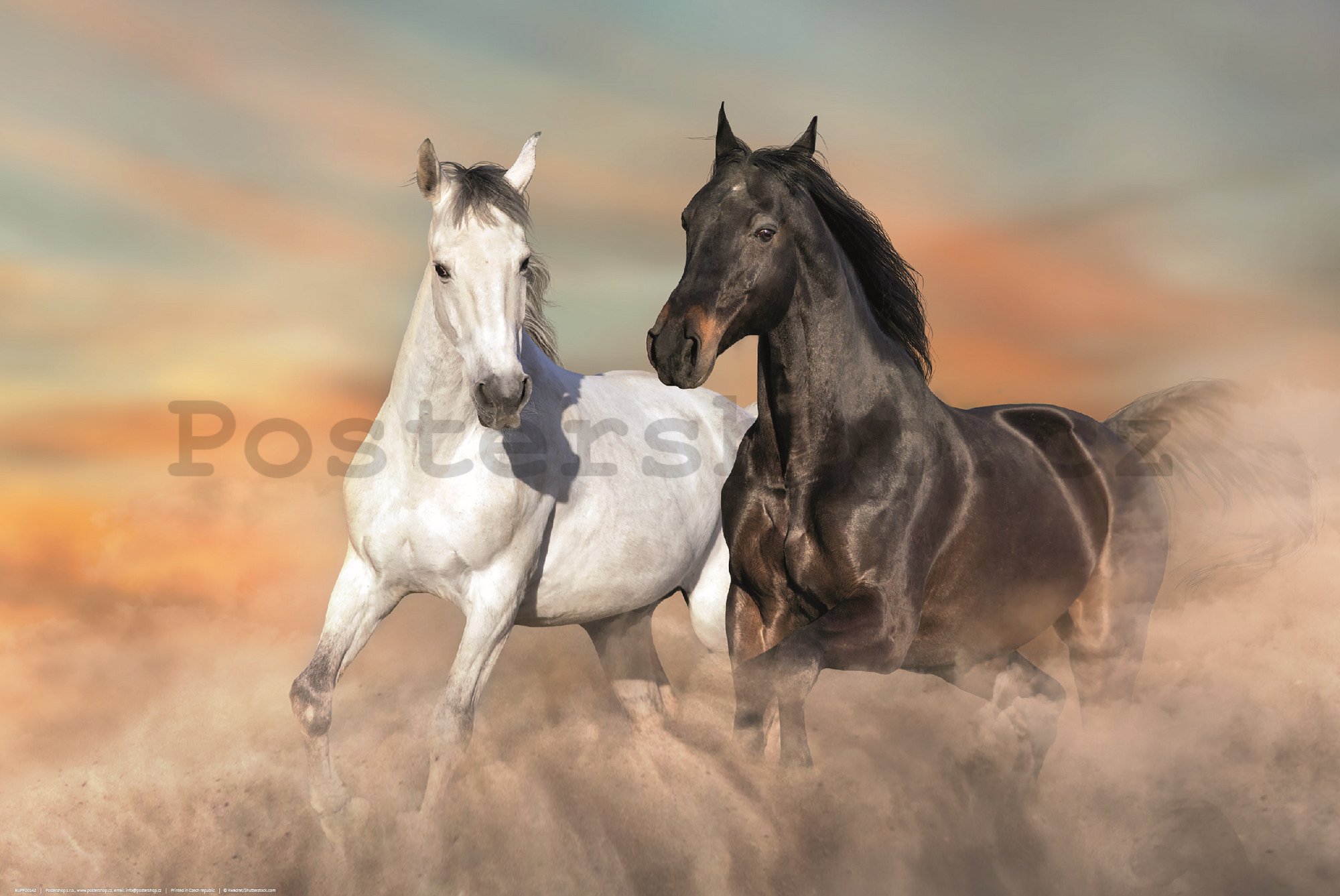 Plakát: Cválající koně v písku