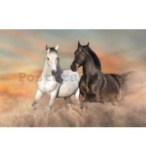 Plakát: Cválající koně v písku