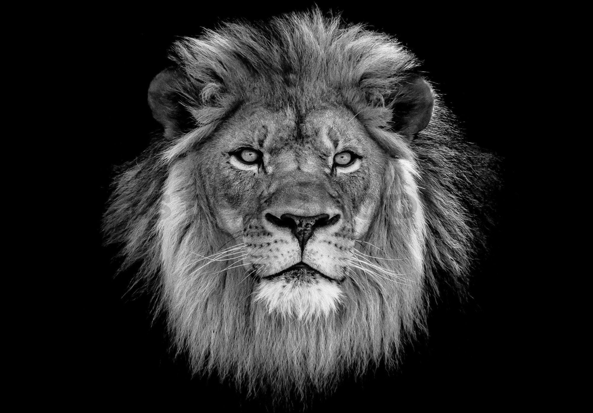 Fototapeta vliesová: Černobílý lev - 152,5x104 cm
