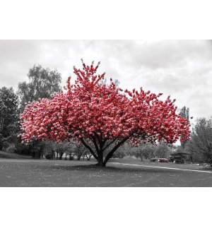 Fototapeta vliesová: Rozkvetlý strom - 254x184 cm