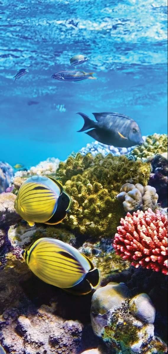 Fototapeta vliesová: Korálové útesy - 100x211 cm