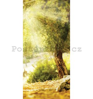 Fototapeta vliesová: Slunce mezi stromy - 100x211 cm