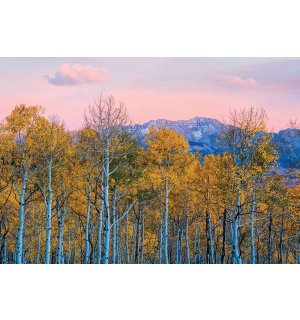 Fototapeta vliesová: Podzimní břízy a hory - 368x254 cm