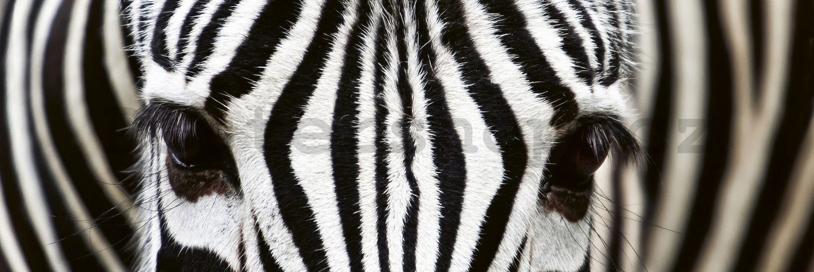 Samolepící omyvatelná fototapeta za kuchyňskou linku - Zebra, 180x60 cm