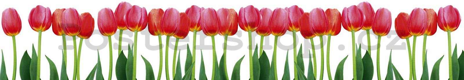 Samolepící omyvatelná tapeta za kuchyňskou linku - Červené tulipány, 350x60 cm