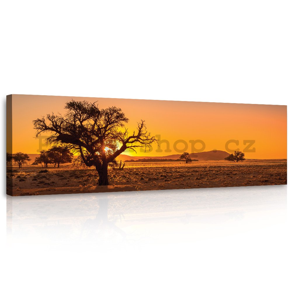 Obraz na plátně: Savana (Acacia erioloba) - 145x45 cm