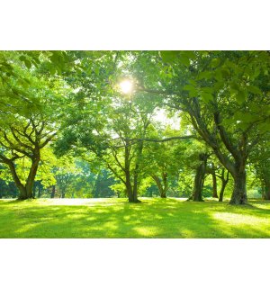 Fototapeta vliesová: Slunce v parku - 254x184 cm