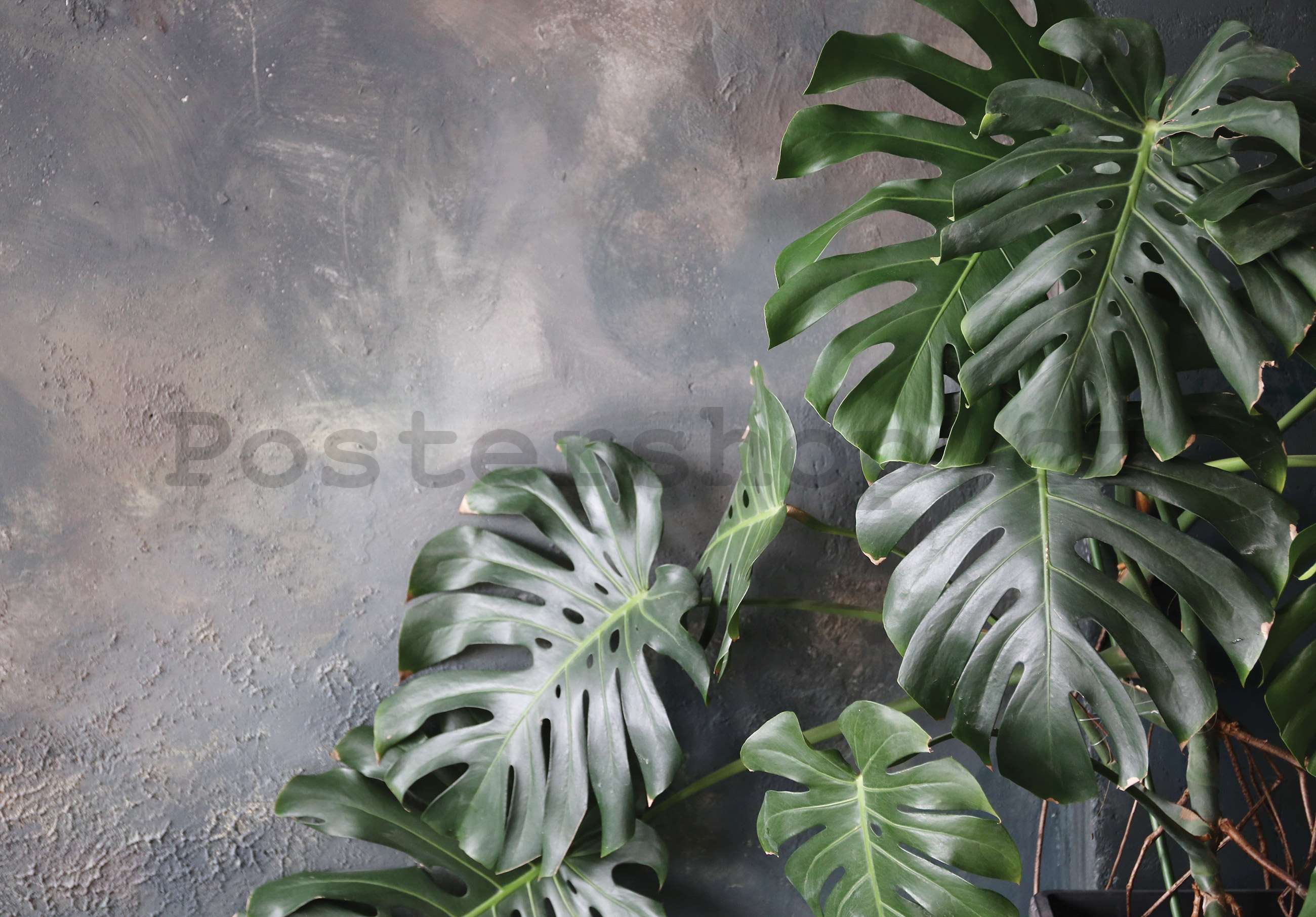 Fototapeta vliesová: Imitace listů (betonové pozadí) - 254x184 cm