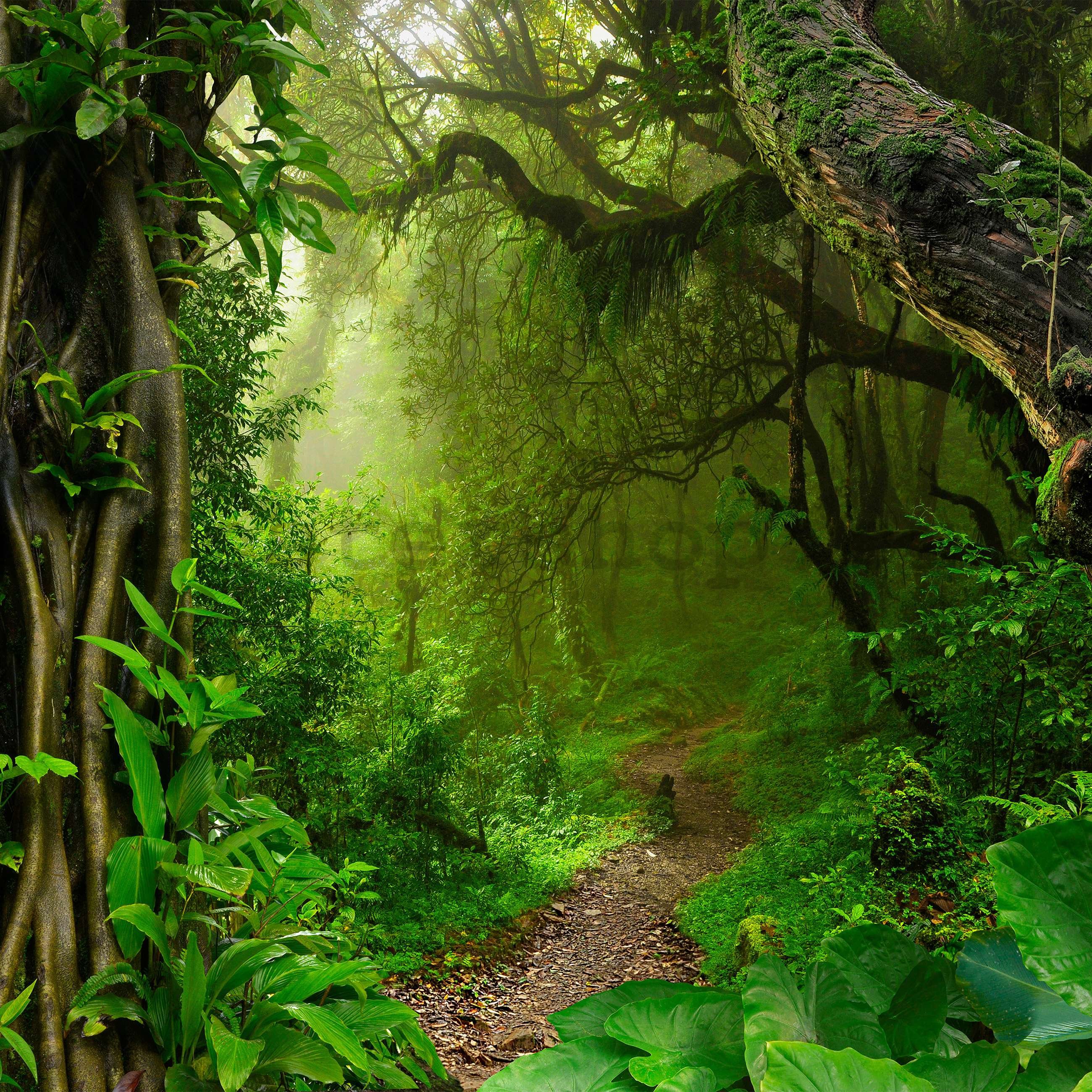Fototapeta vliesová: Stezka v lese - 254x184 cm