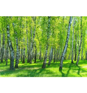 Fototapeta vliesová: Březový les - 368x254 cm