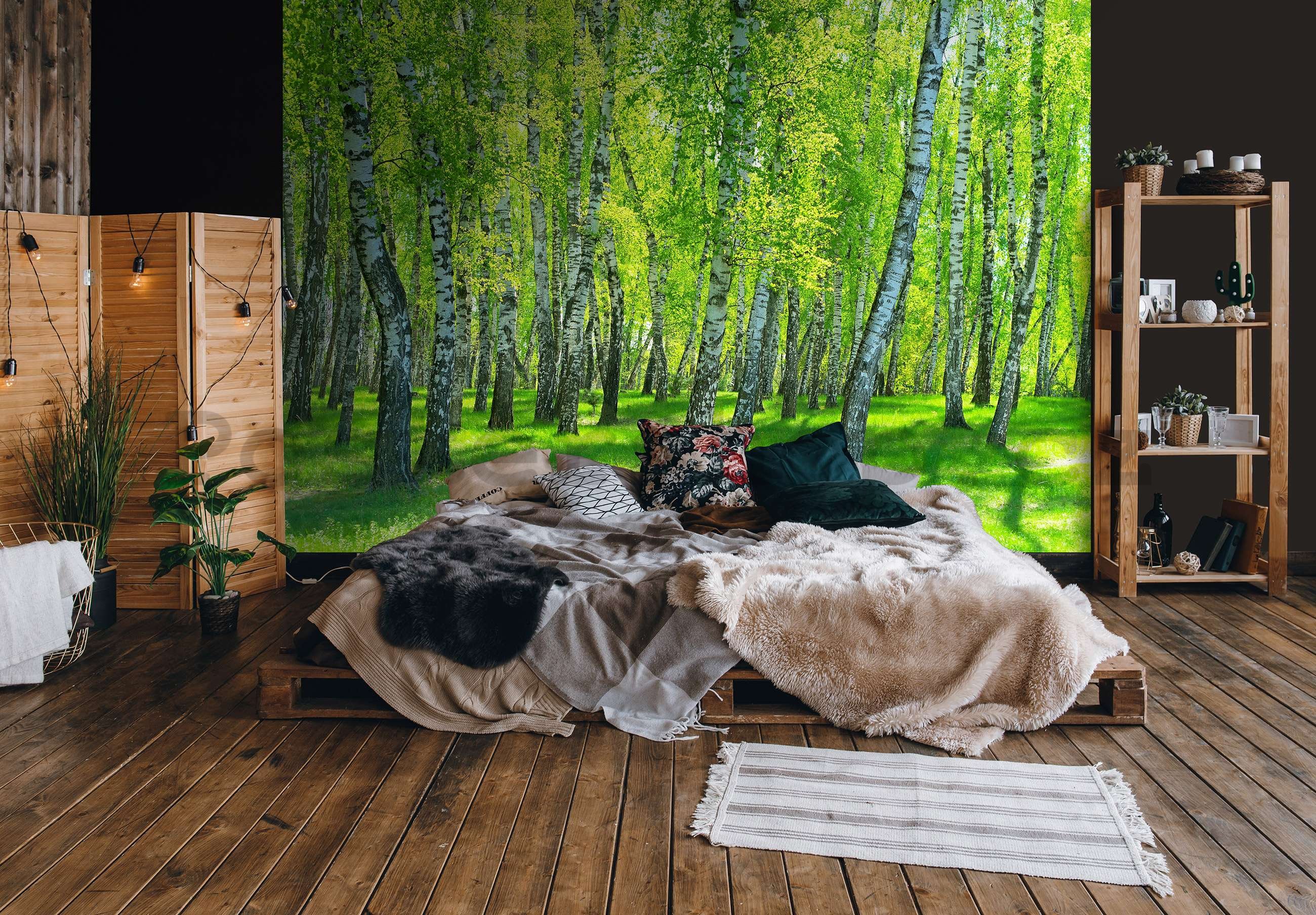 Fototapeta vliesová: Březový les - 152,5x104 cm