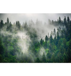 Fototapeta vliesová: Mlha nad lesem (5) - 104x70,5cm