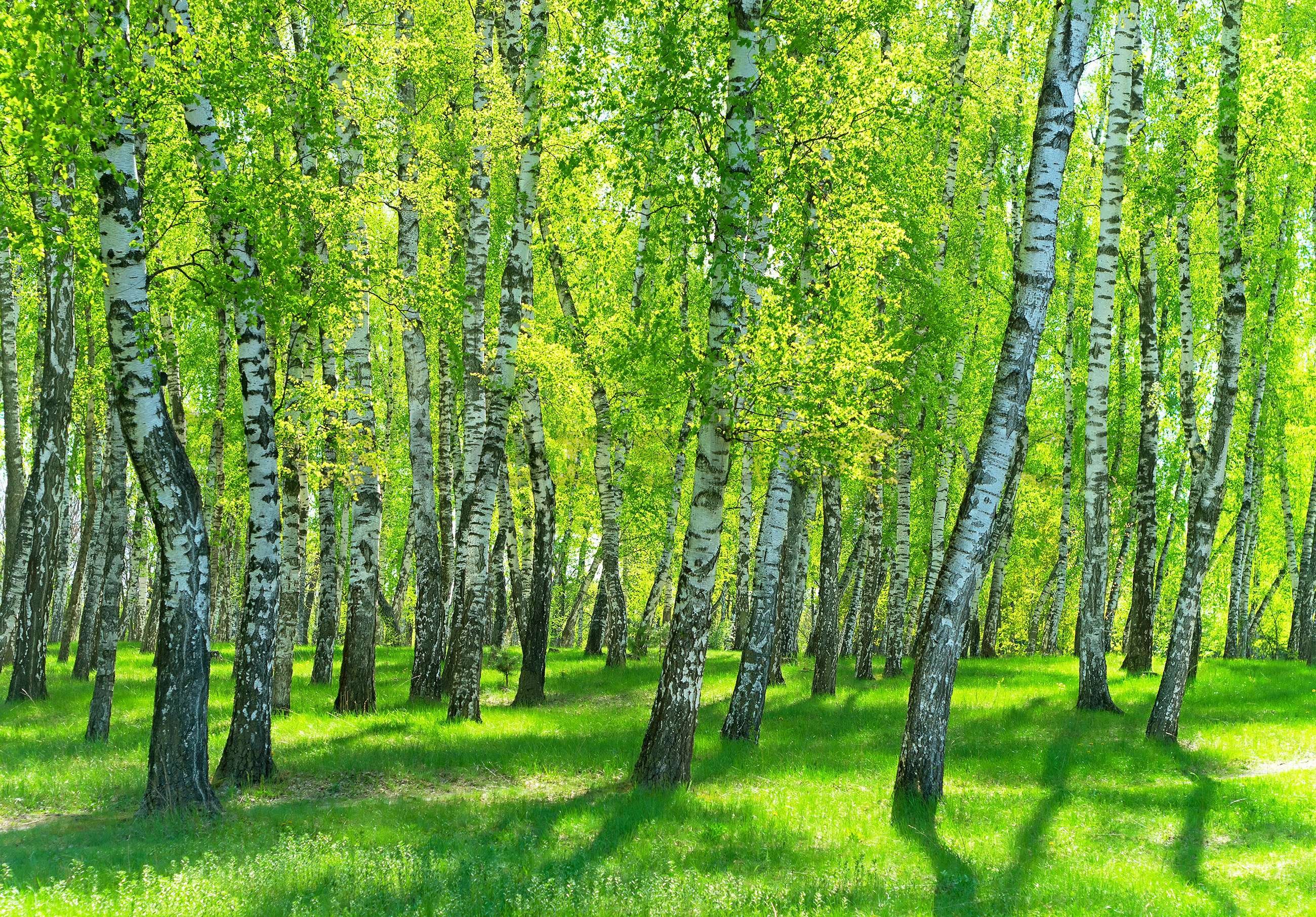 Fototapeta vliesová: Březový les - 416x254 cm
