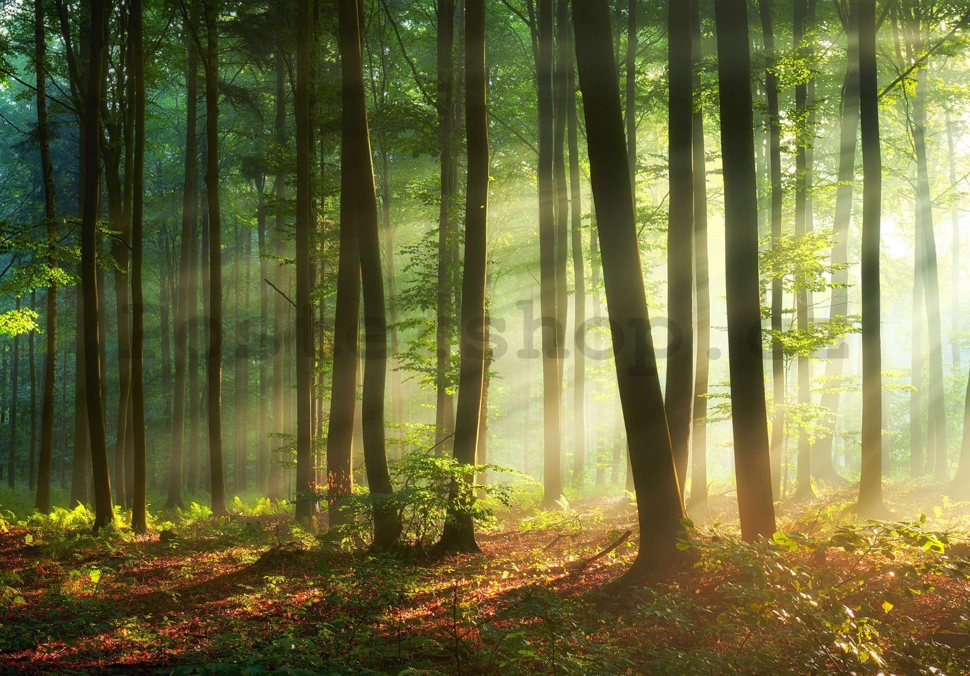 Fototapeta vliesová: Východ slunce v lese - 254x184 cm