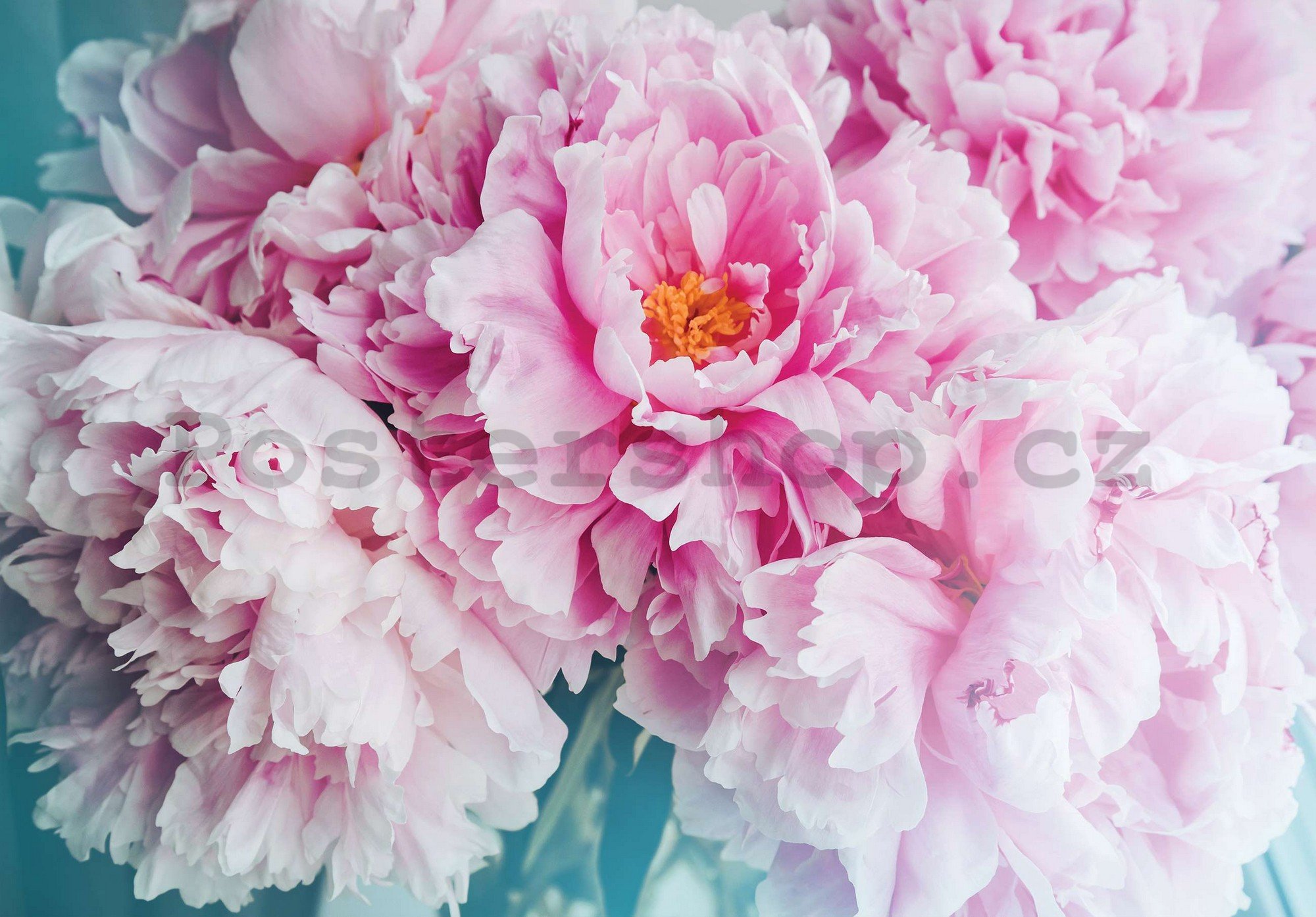 Fototapeta vliesová: Květina pivoněk - 254x184 cm