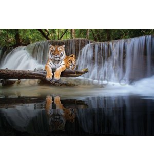 Fototapeta vliesová: Tygr u vodopádu - 254x184 cm