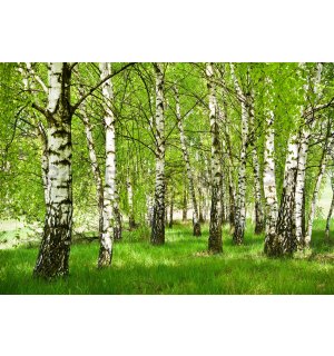 Fototapeta vliesová: Břízový les - 368x254 cm