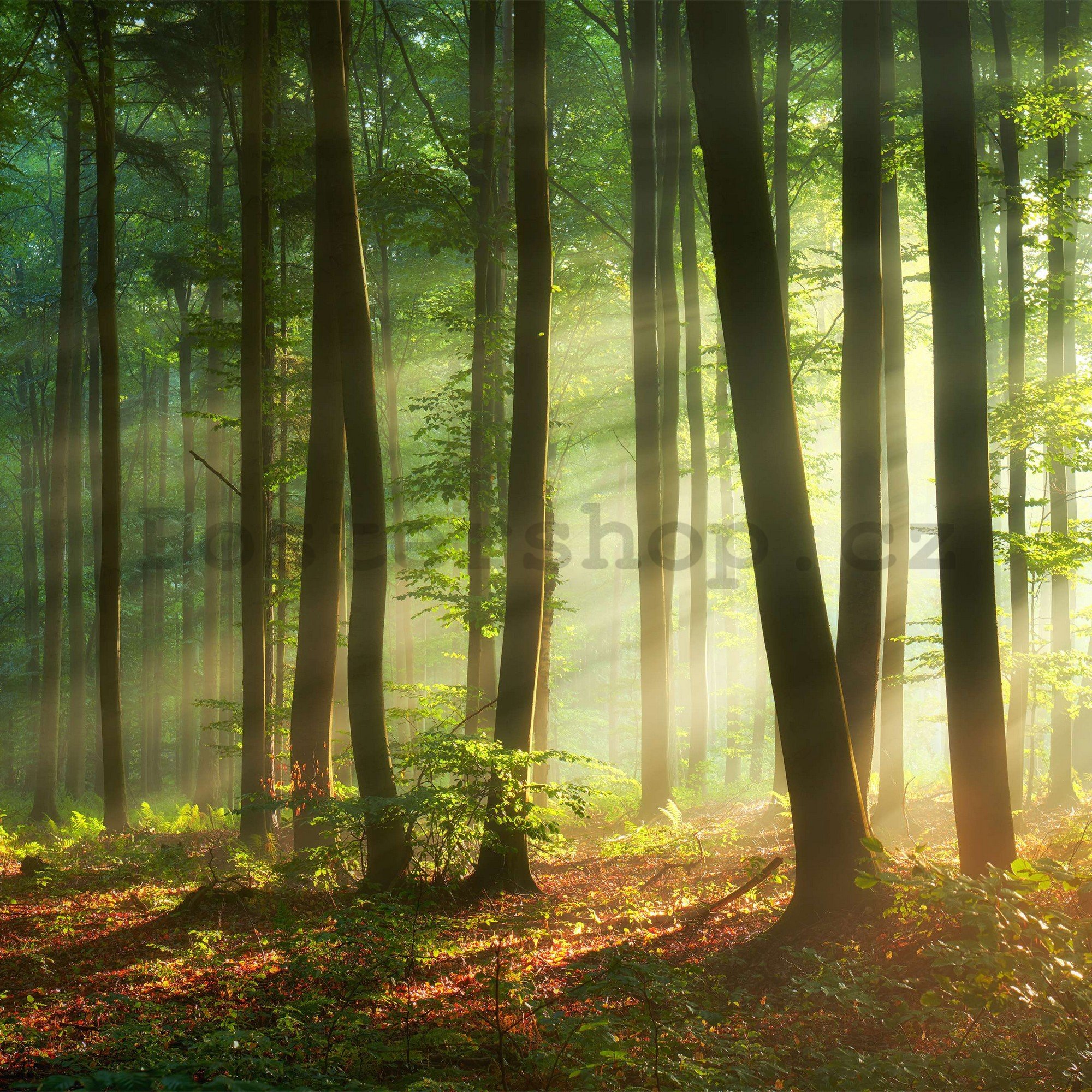 Fototapeta vliesová: Východ slunce v lese - 368x254 cm