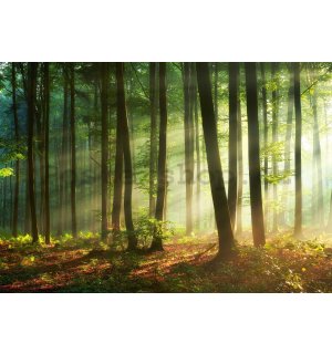 Fototapeta vliesová: Východ slunce v lese - 416x254 cm