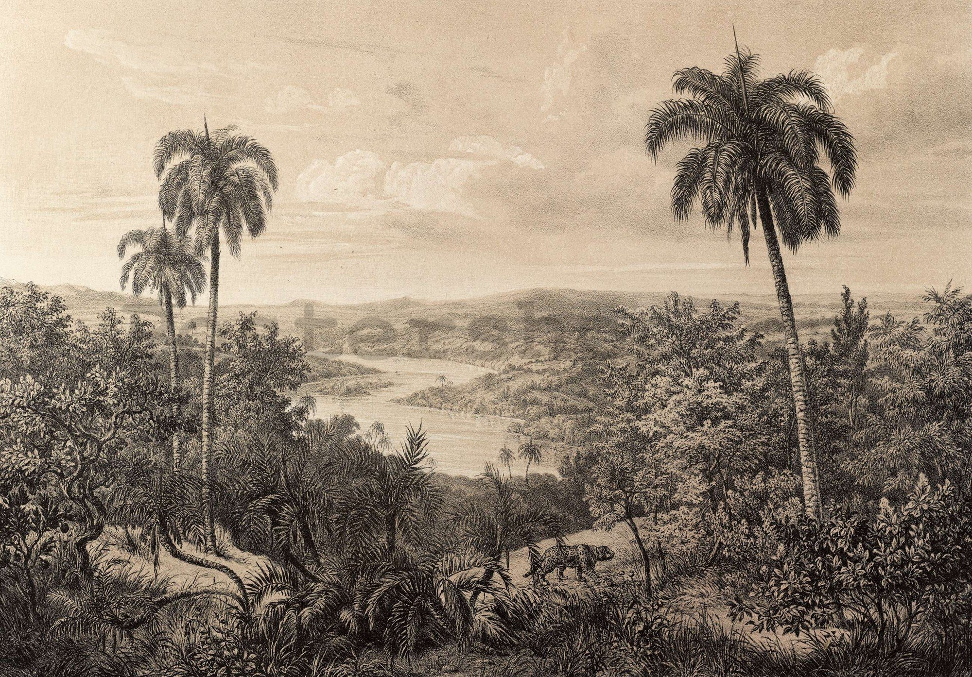 Fototapeta vliesová: Řeka Amazonka, litografie - 416x254 cm