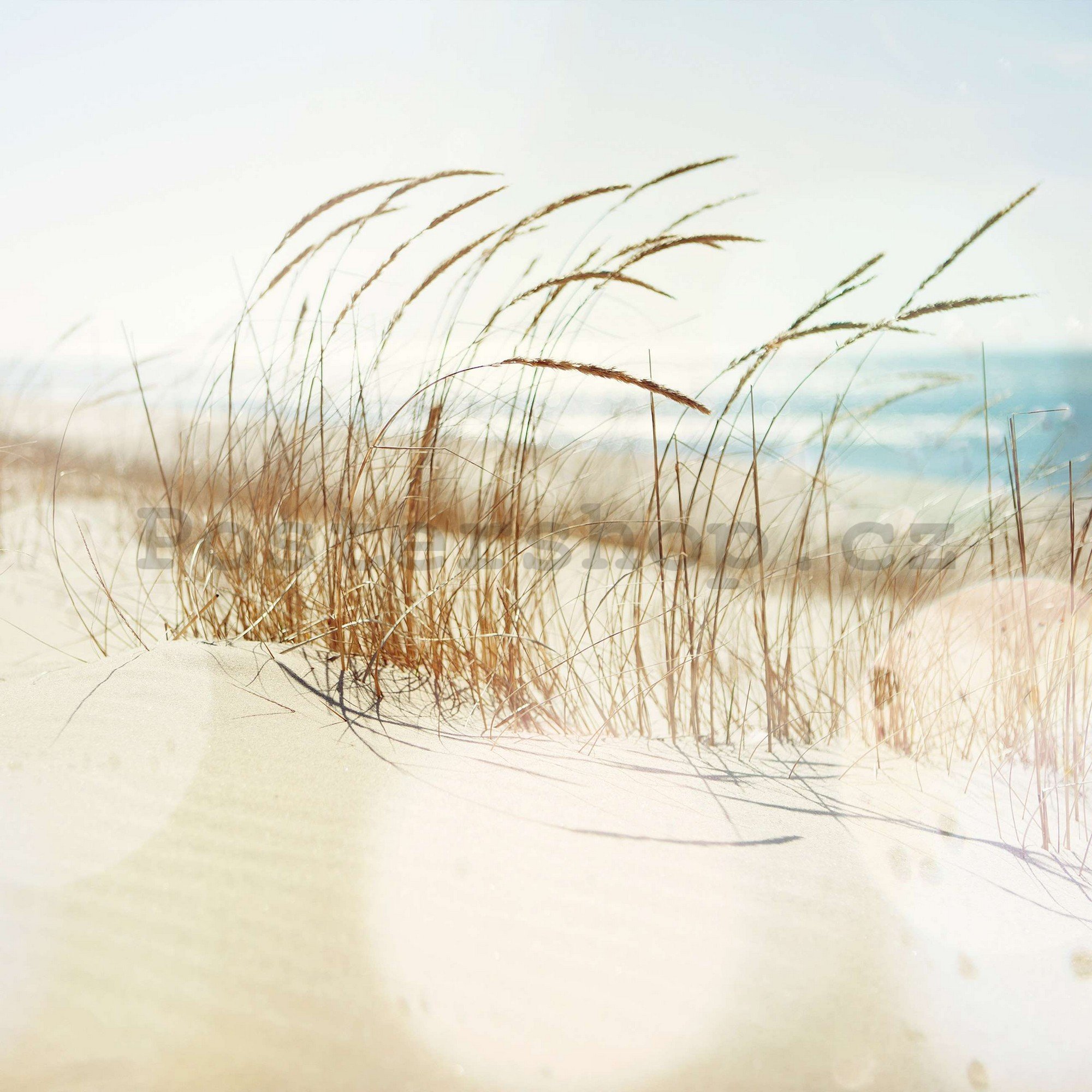 Fototapeta vliesová: Písečná duna - 416x254 cm