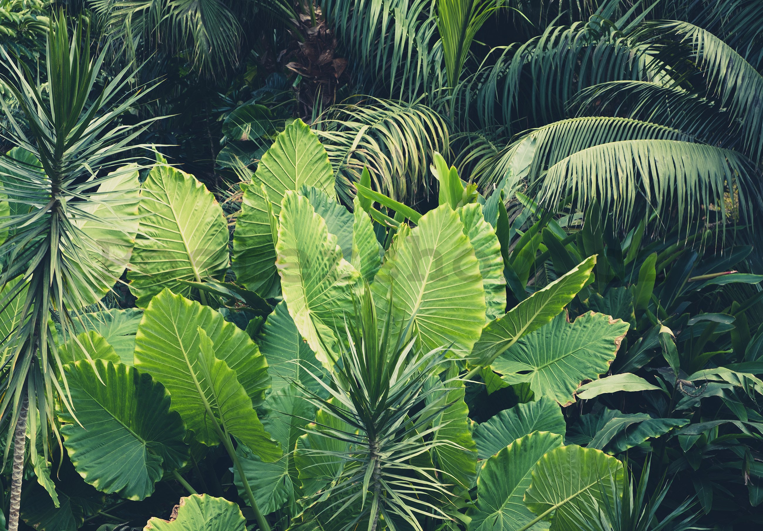 Fototapeta vliesová: Zelená džungle - 254x368 cm