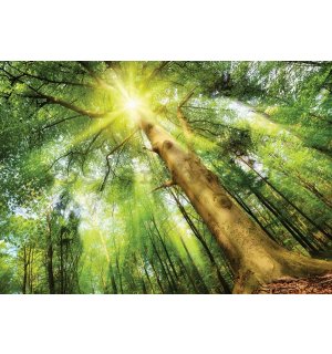 Fototapeta vliesová: Slunce v lese (1) - 254x184 cm