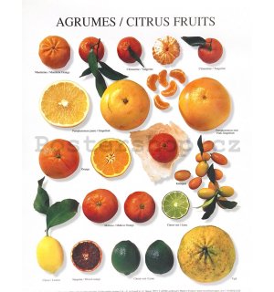 Atelier NI - Citrus fruits - 24x30cm