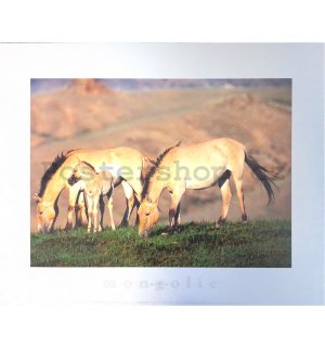 Art Wolfe - Horses - 24x30cm