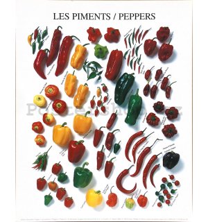 Peppers - 24x30cm