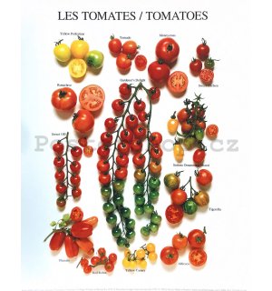 Tomatoes - 24x30cm