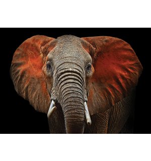 Fototapeta vliesová: Slon (detail) - 254x368 cm