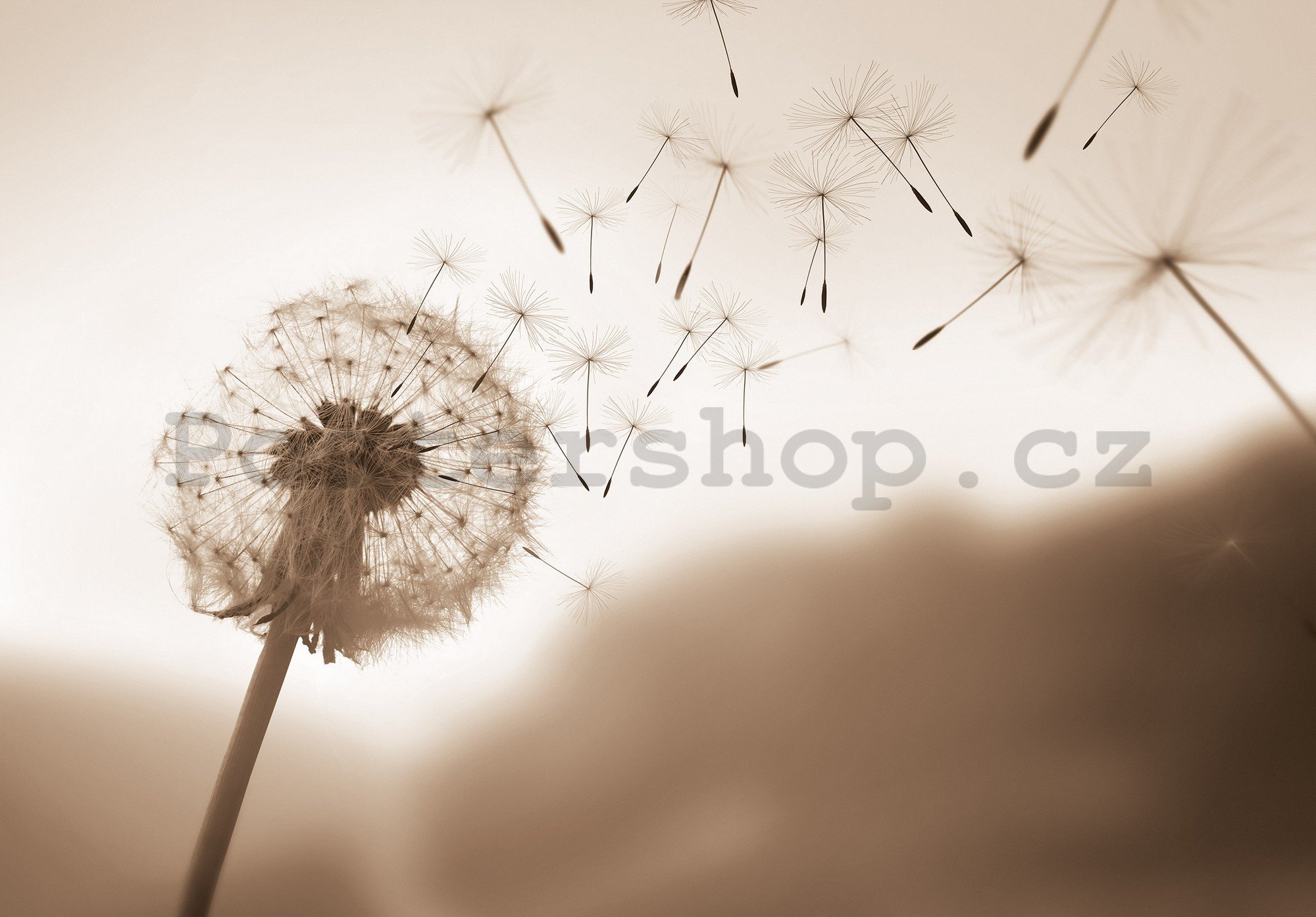 Fototapety vliesové: Nature meadow dandelion sky - 254x184 cm