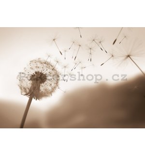 Fototapeta vliesová: Nature meadow dandelion sky - 104x70,5 cm