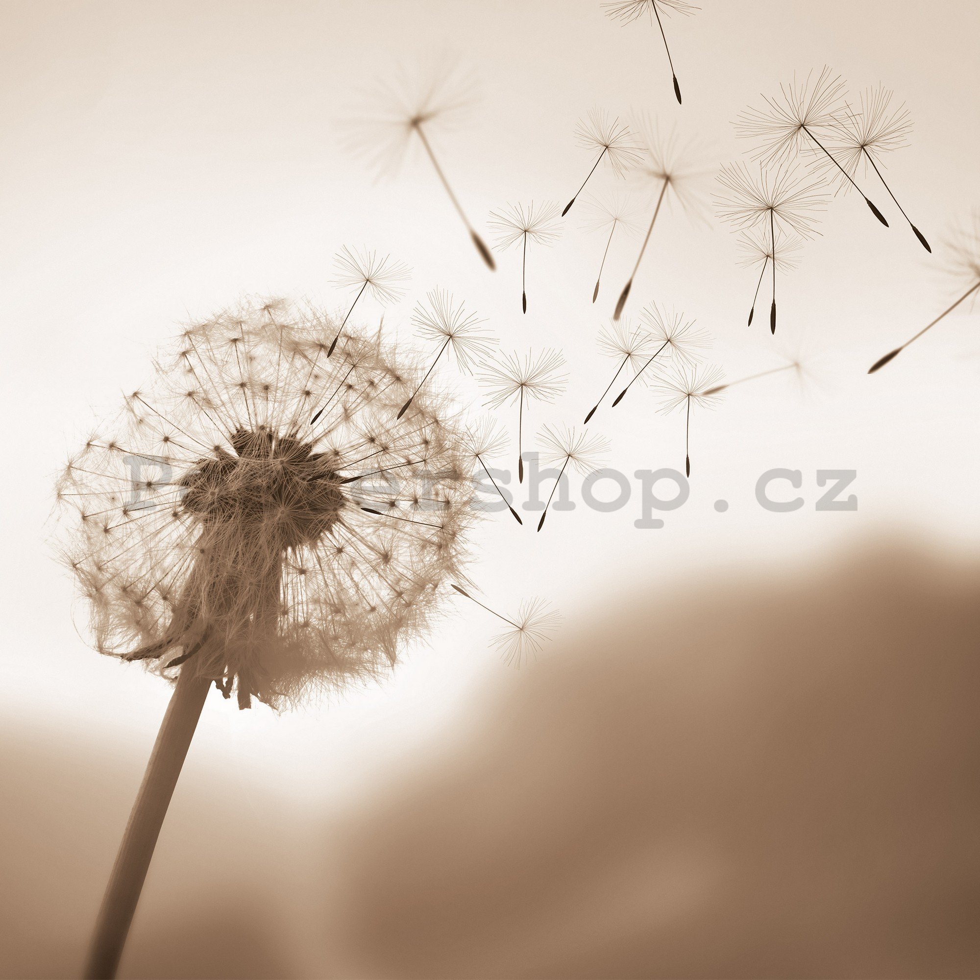 Fototapeta vliesová: Nature meadow dandelion sky - 416x254 cm